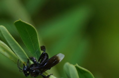 Frieseomelitta nigra