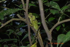 Gonocephalus kuhlii