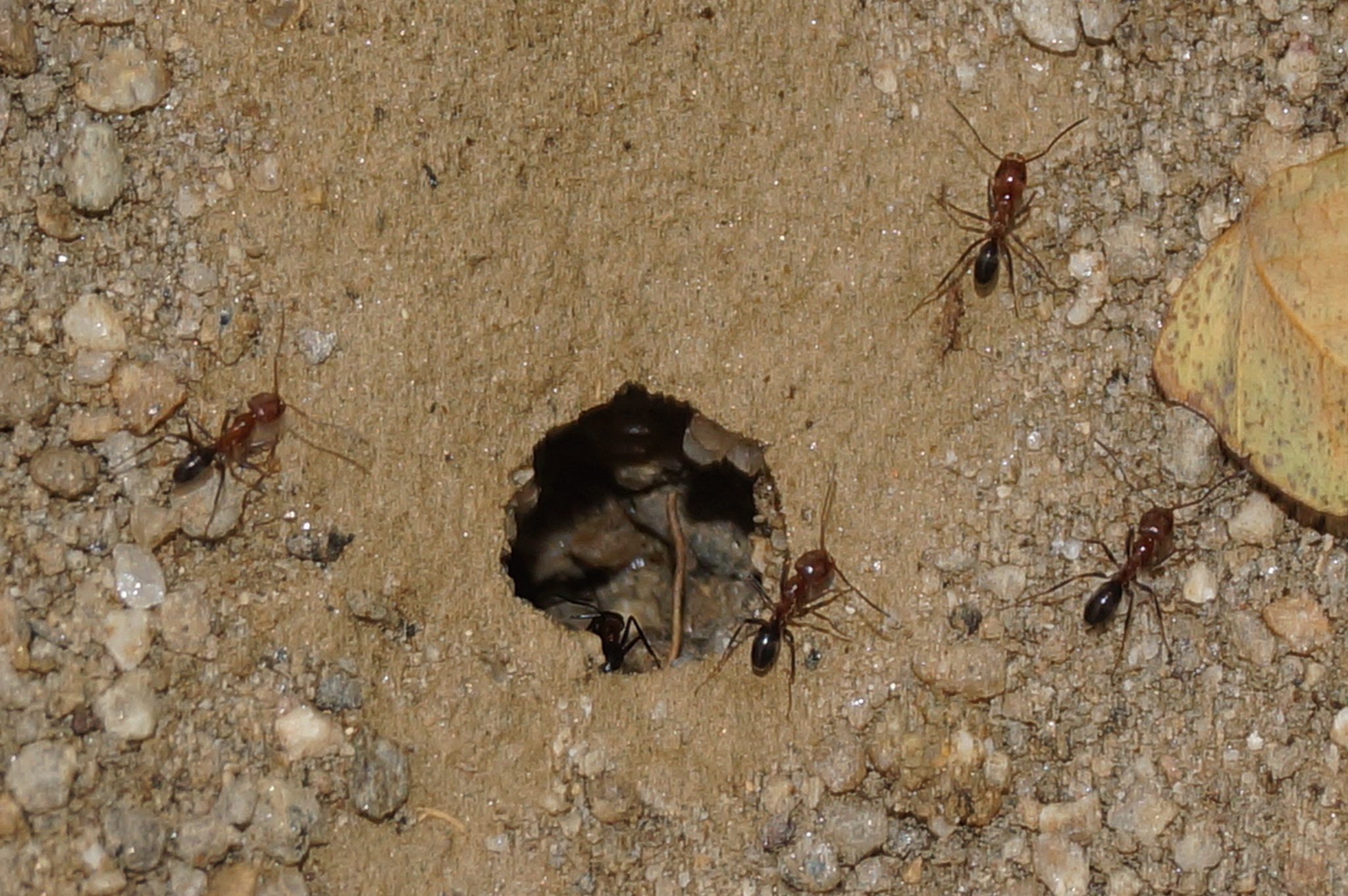 Dorymyrmex