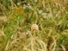 Armeria arenaria