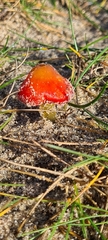 Hygrocybe conicoides