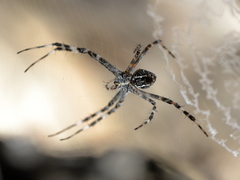 Argiope mascordi