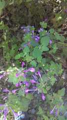 Scutellaria seleriana