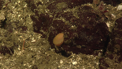 Laqueus californicus