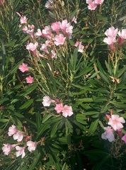 Nerium oleander