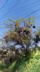 Vachellia caven