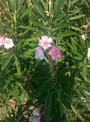 Nerium oleander
