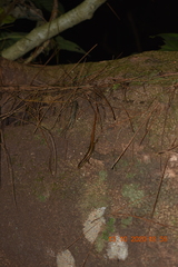 Sphenomorphus puncticentralis