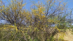 Vachellia caven