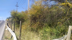 Vachellia caven