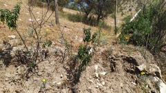 Solanum crispum
