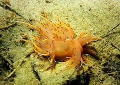 Dendronotus iris