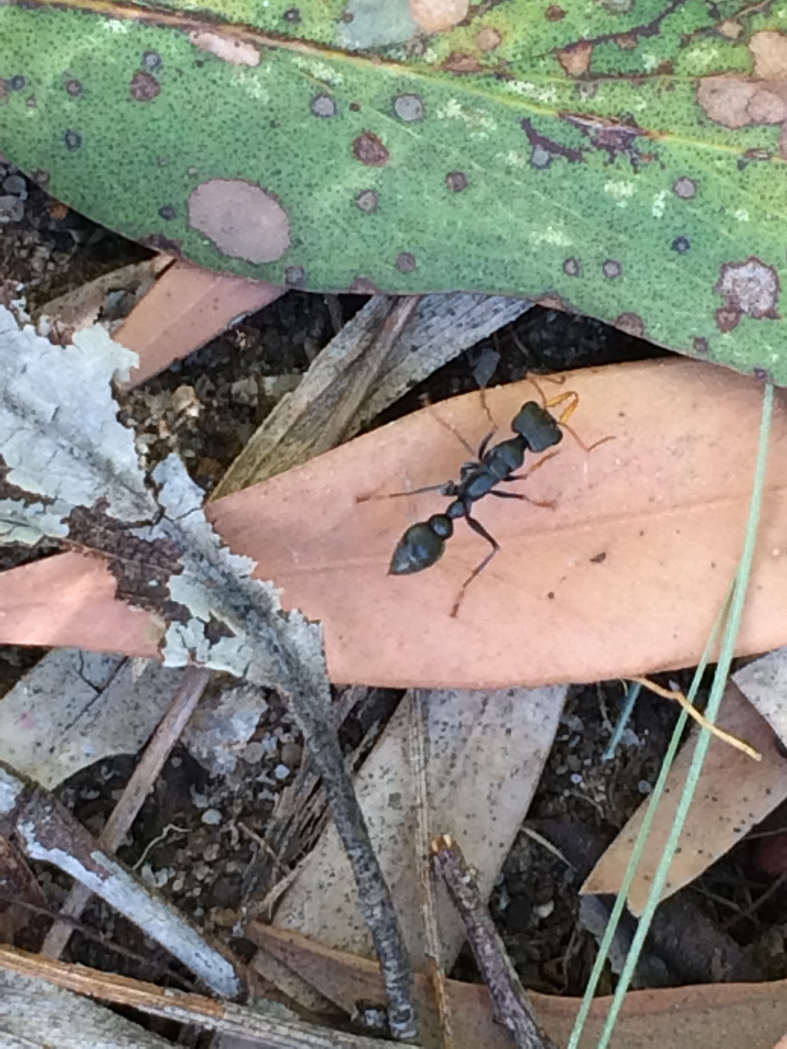 Myrmecia pilosula