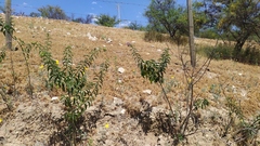 Solanum crispum