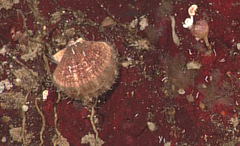 Chlamys hastata