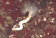 Protula pacifica