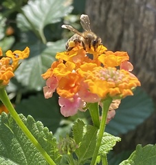 Apis mellifera