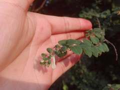Symphoricarpos microphyllus