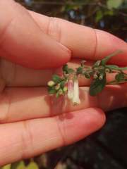 Symphoricarpos microphyllus