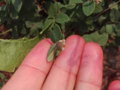 Symphoricarpos microphyllus