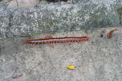 Scolopendra subspinipes