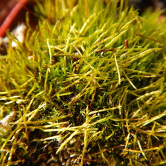 Distichium capillaceum