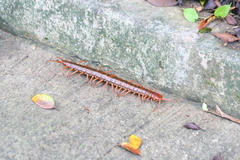 Scolopendra subspinipes