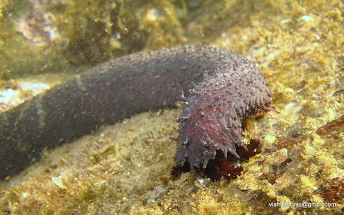 Black Sea Cucumber, photo 2 of 7