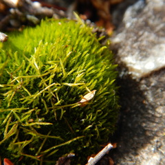 Distichium capillaceum