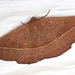 Bracken Moth - Photo (c) Victor W Fazio III, some rights reserved (CC BY-NC)