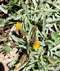 Raillardella argentea