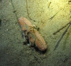 Latulambrus occidentalis