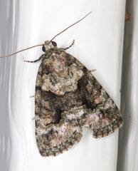 Pherechoa crypsichlora