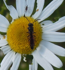 Sapygina decemguttata