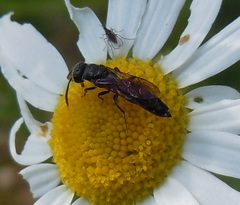 Sapygina decemguttata