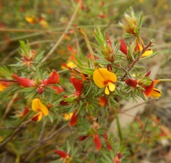 Pultenaea tenuifolia