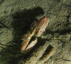 Latulambrus occidentalis