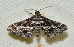 Diasemiopsis leodocusalis