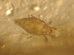 Tyrophagus putrescentiae