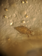 Tyrophagus putrescentiae