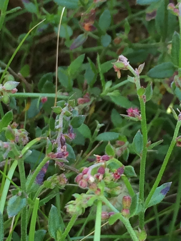 Common Raspwort from Melbourne VIC, Australia on October 14, 2020 at 07 ...