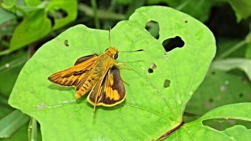 Common Palm Dart