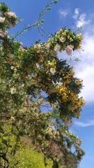 Adesmia confusa