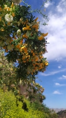 Adesmia confusa