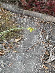 Linaria dalmatica