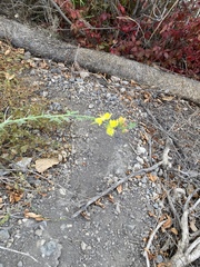 Linaria dalmatica