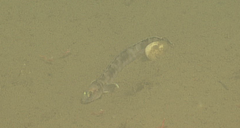 Plectobranchus evides