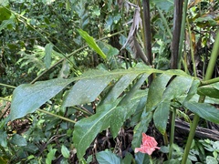Etlingera