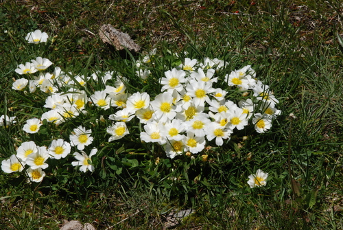 Calandrinia graminifolia (Calandrinia graminifolia)