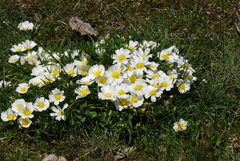 Calandrinia graminifolia, photograph (c) aacocucci, some rights reserved (CC BY)